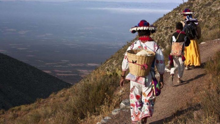 Die Huicholes
