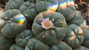 Peyote 